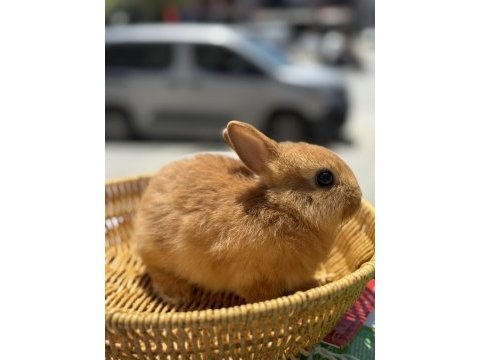 Bebek cüce tavşanlarımız