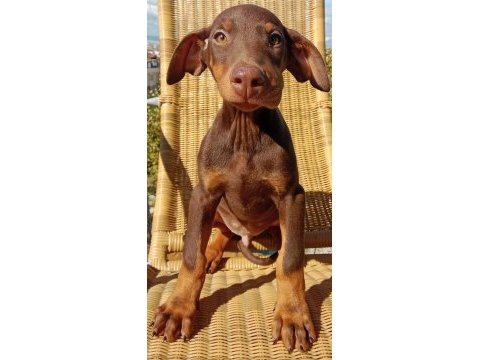 Kızıl asıl doberman yavru