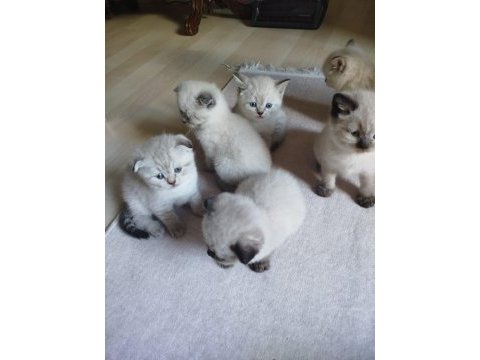 British blue point kızımın yavrularıdır