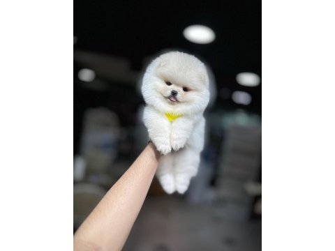 Orjinal ırk pomeranian boo yavrularımız