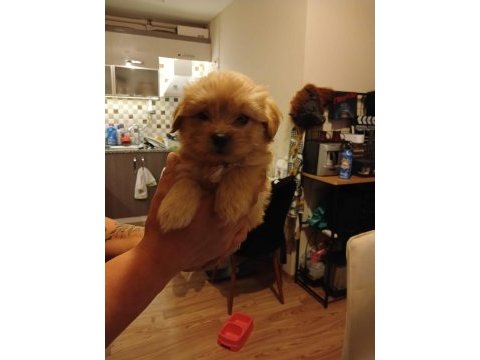 Maltipoo ve maltese erkek dişi bebekler