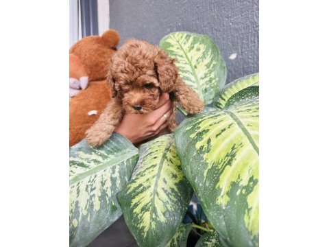 Dark red brown toy poodle kızımız