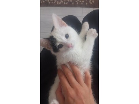 Kedimiz inci için yuva arıyoruz