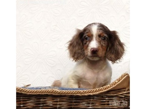 Özel dachshund yavrular