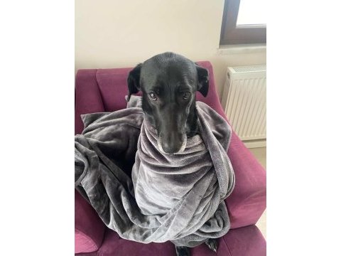 American labrador şila
