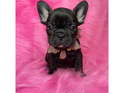 French bulldog yavruları