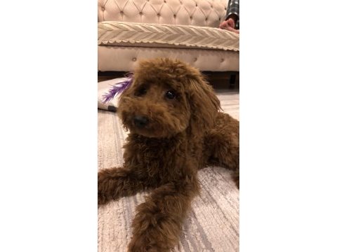 2.5 aylık toy poodle yavru