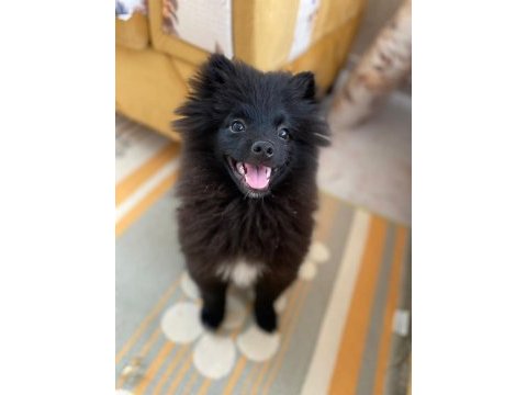1 yaşında erkek spitz