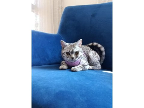 British shorthair silver tabby dişi yavru