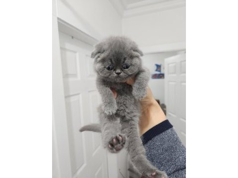Enfes güzellikte yavru kediler