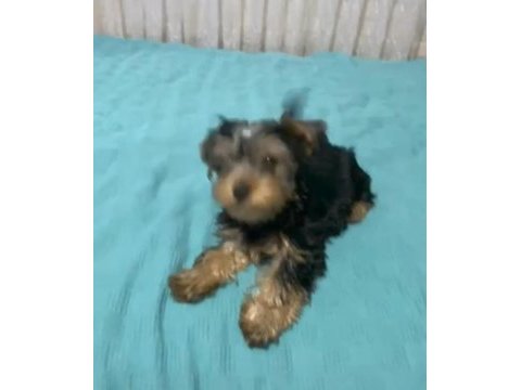 Teker yorkshire terrier