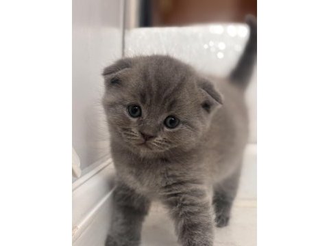 Scottish fold kediler