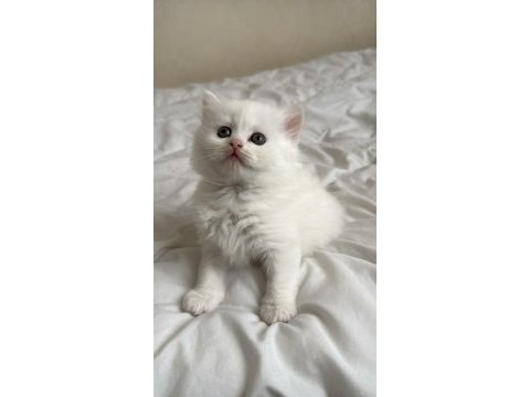 British longhair prens ve prenslerimiz rezerveye açıktır