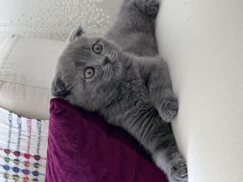 Yavru scottish fold 1 aylık