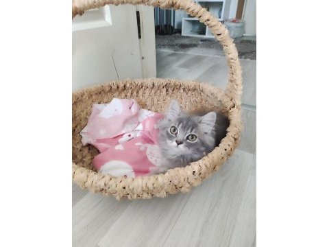 Bu british longhair misss çocuk kaçmaz