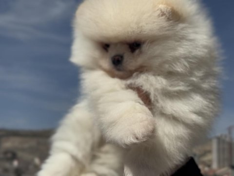 Petmode köpek çiftliğinden teddy face pomeranian