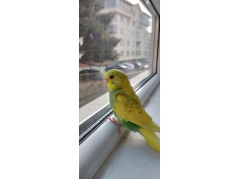 Öğretmenden evde beslenen bakımlı muhabbet kuşları