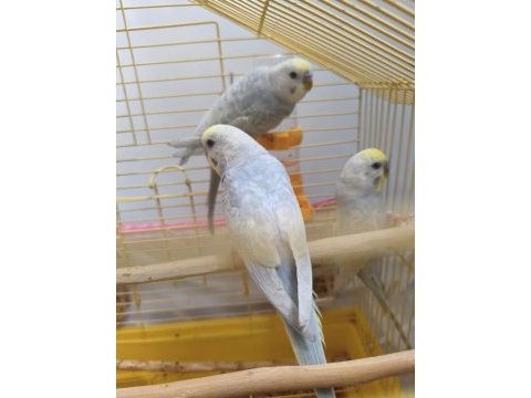 Rainbow 3-4 aylık muhabbet kuşları