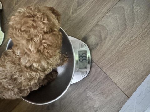 Evde büyüyen poodle yavrular