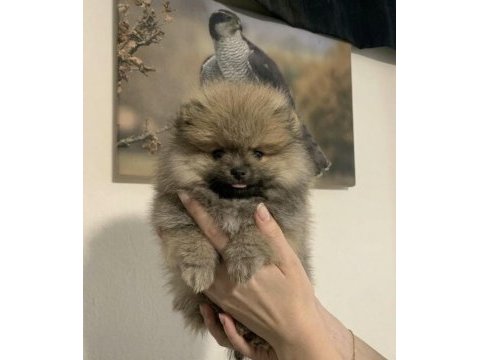 Pomeranian dişi