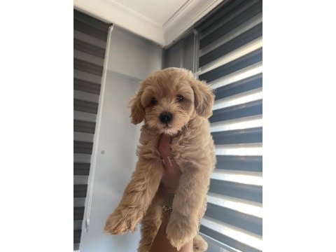 60 günlük toy poodle yavrular