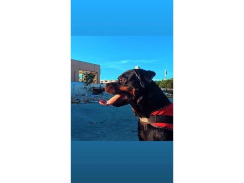 Şampiyon yavrusu dişi rottweiler 1 yaşında safkan