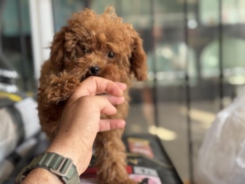 Pemode den 5 aylık 700 gr tea cup kore poodle yavrumuz