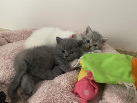 Edirne keşan 3 yavru kedimiz var tuvalet eğitimli
