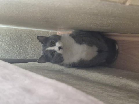 British shorthair (melez)