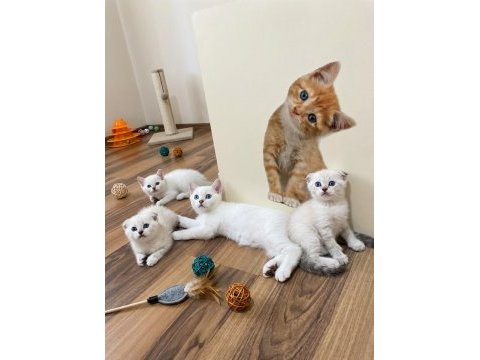 Şampiyon scottish fold güzeller