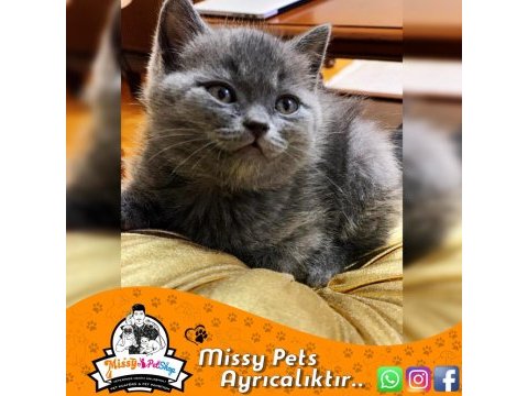 British shorthair blue