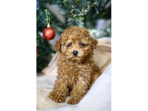 Yeni yıla yeni bir toy poodle dostla başlangıç yapın