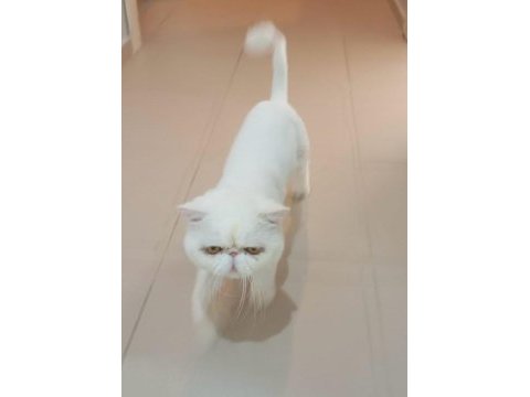 Yetişkin exotic shorthair erkek