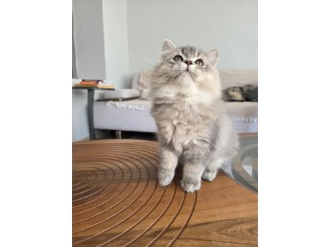 British longhair kedilerim