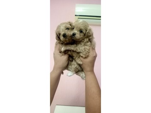 Sıfır burun maltipoo