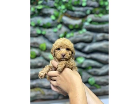 65 günlük kore poodle yavrular