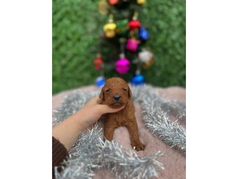 Toy poodle bebek köpeklerimiz
