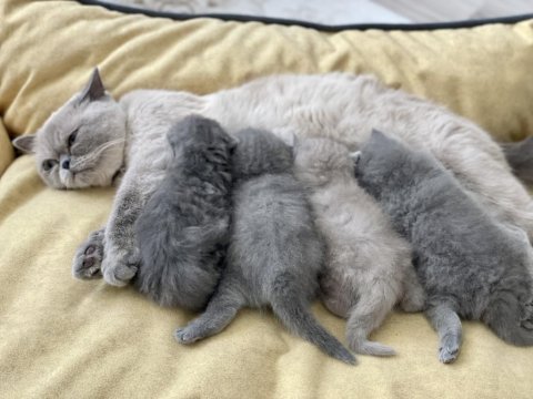 Scottish fold gri