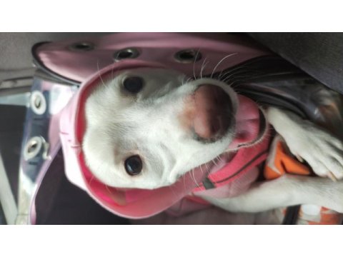 Jack russell terrier