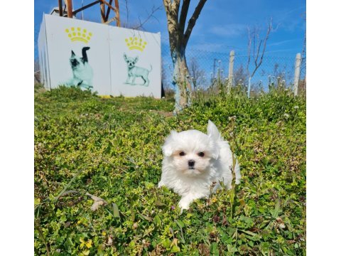 Miniboy kore kanı maltese bebekler -- sun kennels