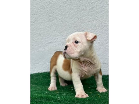 Safkan erkek ve dişi yavru köpekler