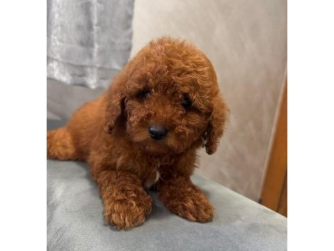 Toy poodle yavrularımız