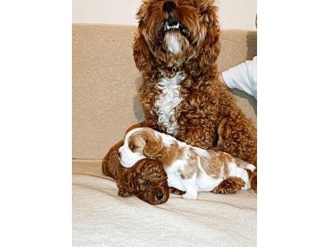 Toy poodle