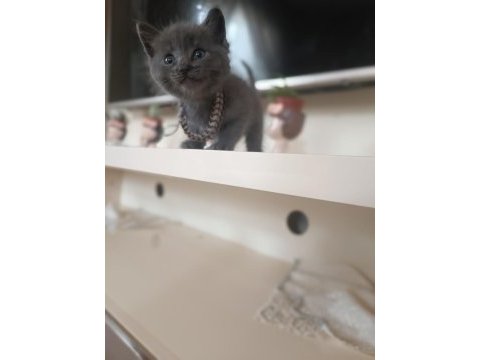 Scottish fold yavruları