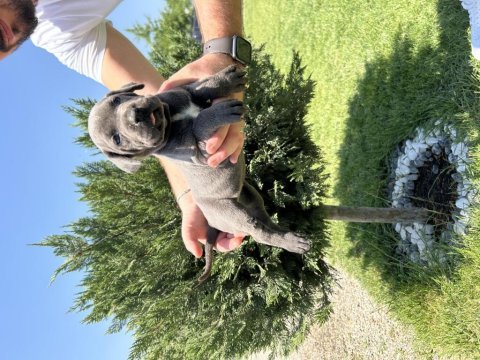 Üst kalite orijinal cane corso yavrular