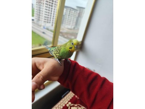 Evcil muhabbet kuşu