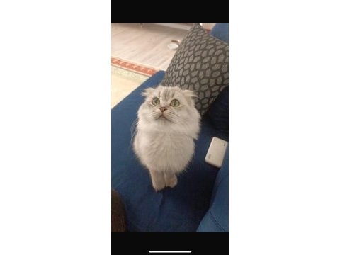 Damızlık scottish fold kedisi