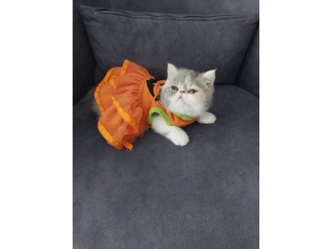 Full şecereli 55 günlük exotic shorthair