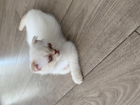 Kendi kedimizin yavrusu