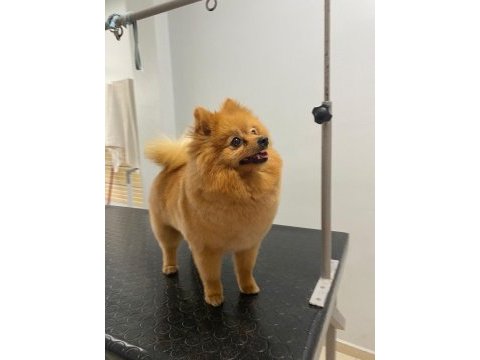 Yetişkin 1 yavrusuyla birlikte verilecek pomeranian